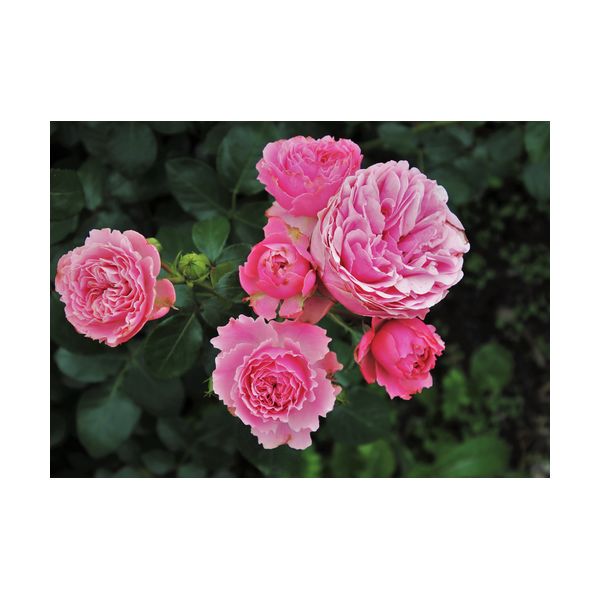 Cuadro 700x500 mm "Rosas rosadas"