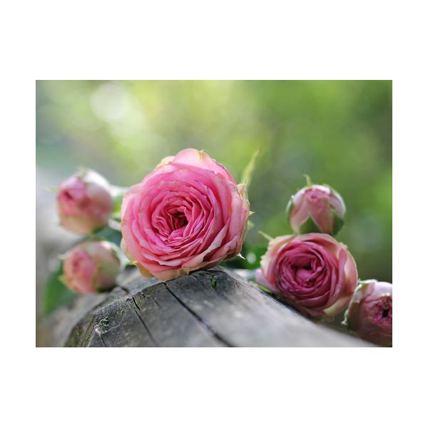 Obraz 400x300 mm "Różowe róże"