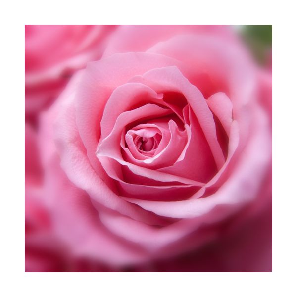 Gemälde 300x300 mm „Rosa Rosen“