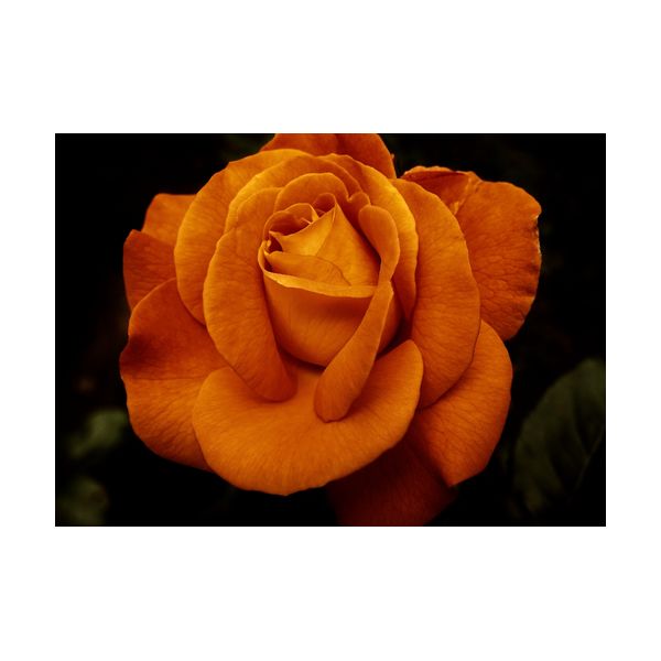 Obraz 700x500 mm "Róża"