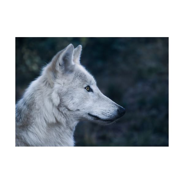 Gemälde 700x500 mm „Wolf“