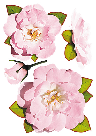 Stickers muraux. Roses roses (TP131)