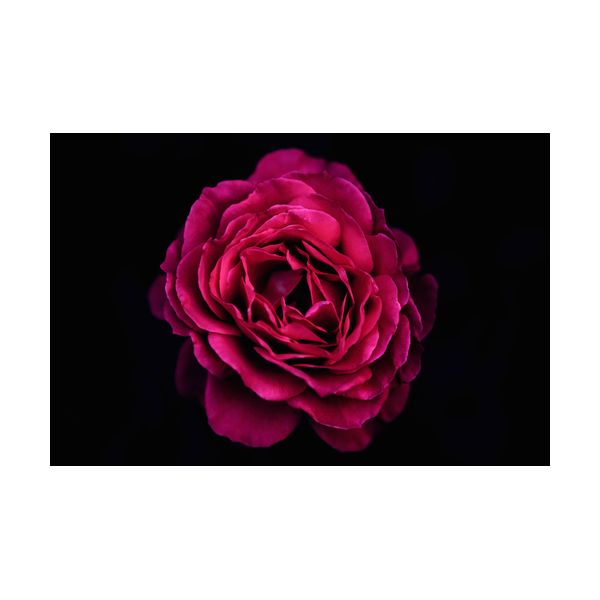 Tableau 600x400 mm "Rose"
