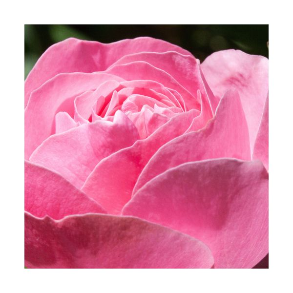 Obraz 300x300 mm "Róża"