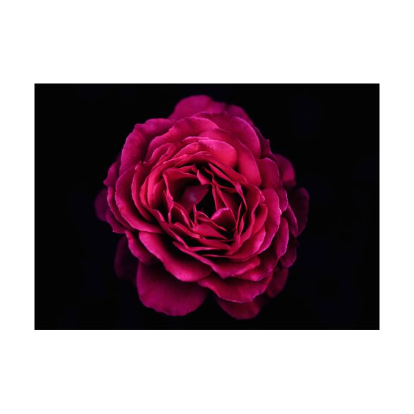 Peinture 700x500 mm "Rose"