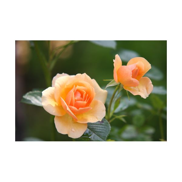 Cuadro 900x600 mm "Rosas"
