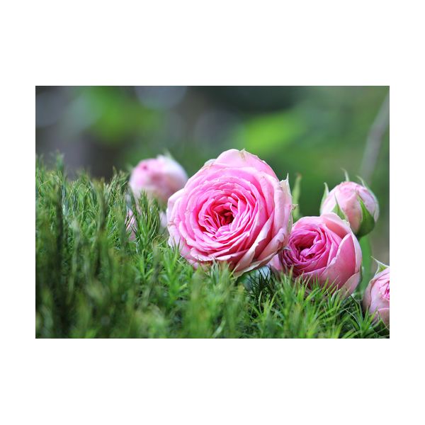 Dipinto 700x500 mm "Rose rosa"