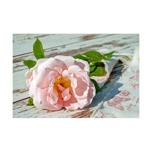 Gemälde 600x400 mm „Rose“