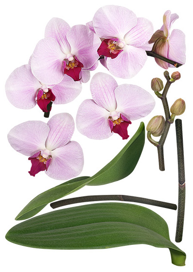 Naklejki na ścianę. Orchidea (TP135)