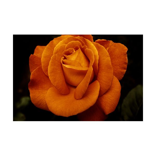 Gemälde 300x200 mm „Rose“