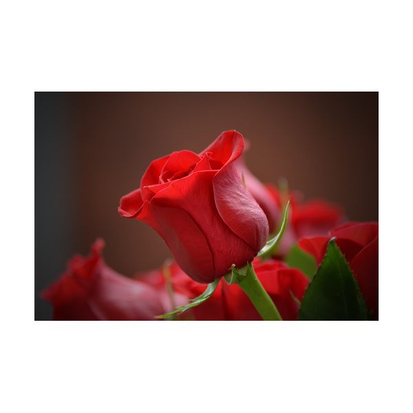 Gemälde 900x600 mm „Rote Rose“