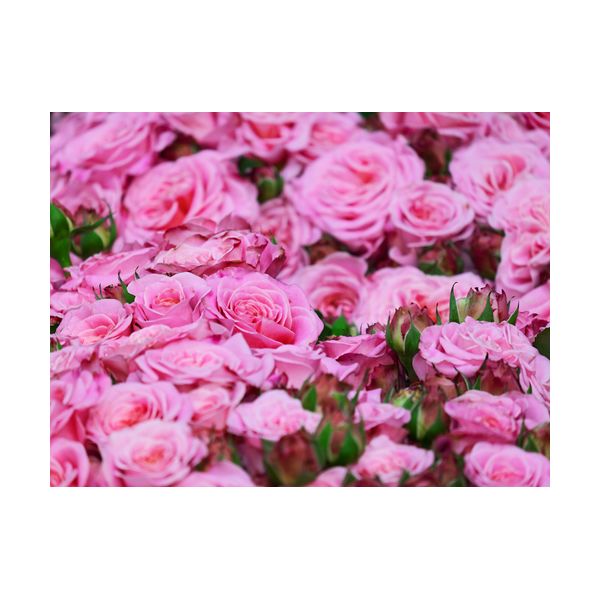Quadro 400x300 mm "Rose rosa"