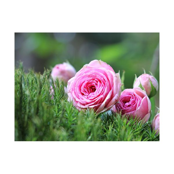 Quadro 400x300 mm "Rose rosa"
