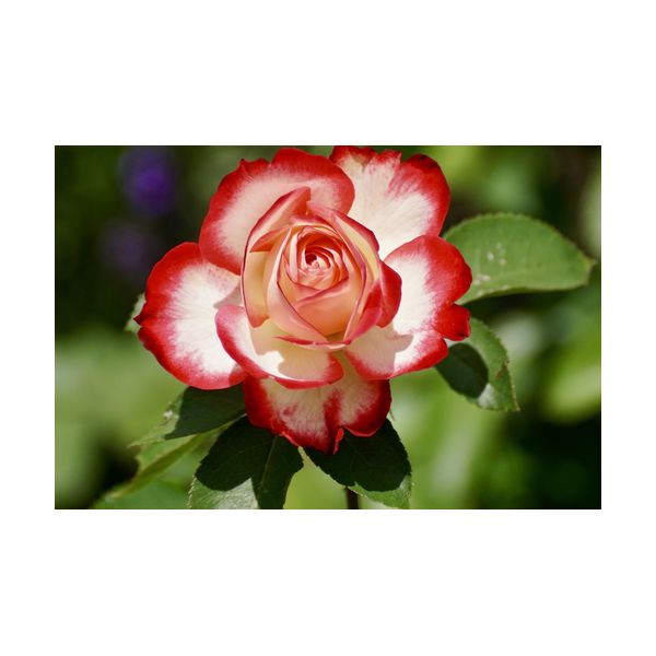 Gemälde 600x400 mm „Rose“