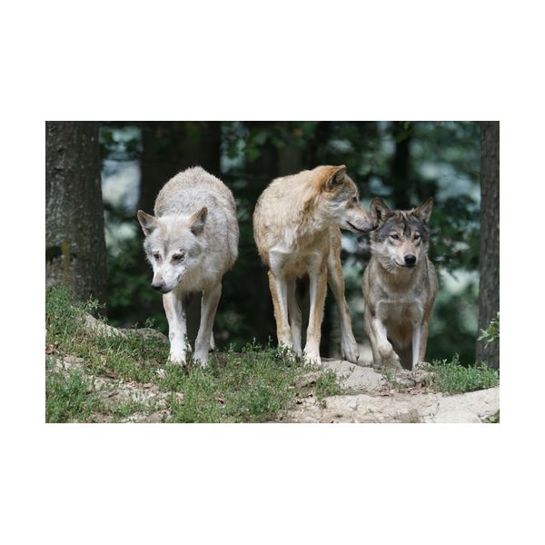 Gemälde 600x400 mm „Wölfe“