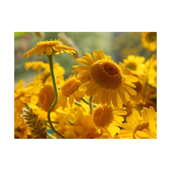 Gemälde 400x300 mm „Gelbe Gänseblümchen“