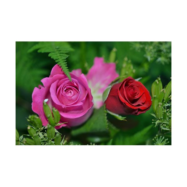 Obraz 300x200 mm "Róże"