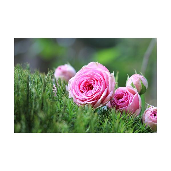 Quadro 300x200 mm "Rose rosa"
