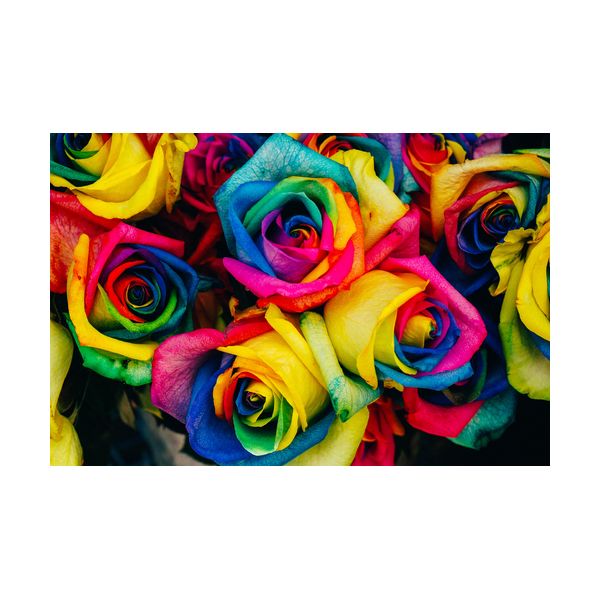 Obraz 900x600 mm "Róże"