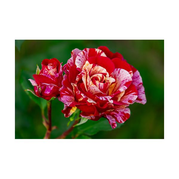 Obraz 600x400 mm "Róża"