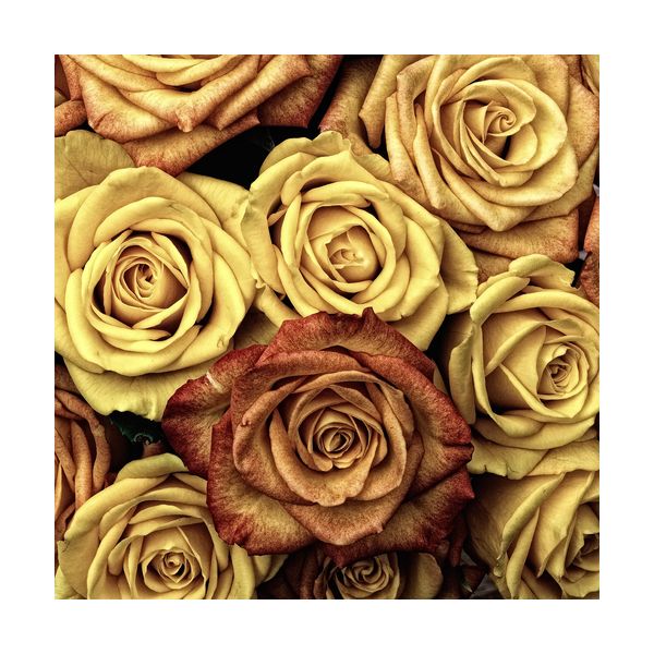 Obraz 300x300 mm "Róże"