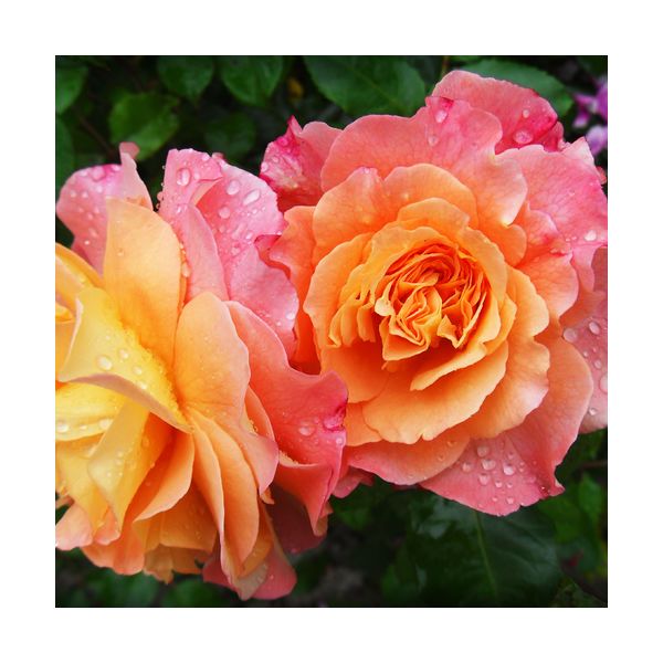 Obraz 300x300 mm "Róże"