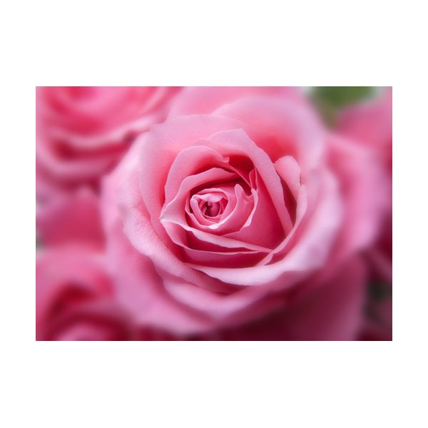Gemälde 700x500 mm „Rosa Rosen“