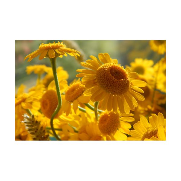 Gemälde 900x600 mm „Gelbe Gänseblümchen“