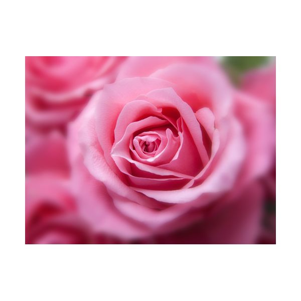 Gemälde 400x300 mm „Rosa Rosen“