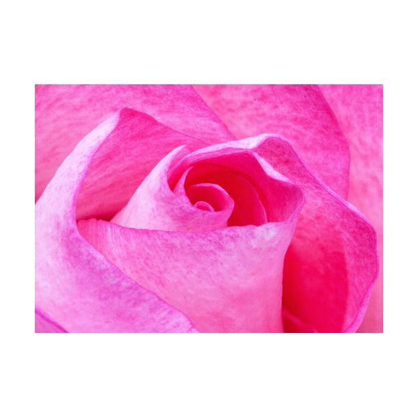 Peinture 700x500 mm "Rose"
