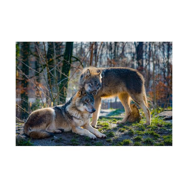 Gemälde 300x200 mm „Wölfe“
