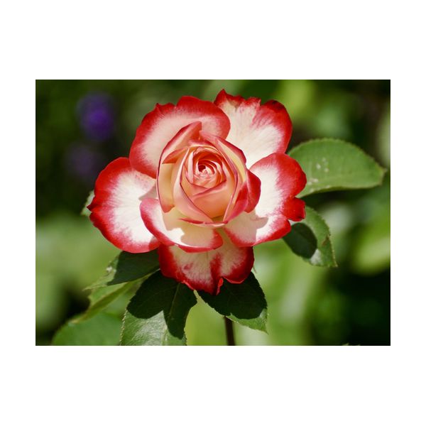 Obraz 400x300 mm "Róża"