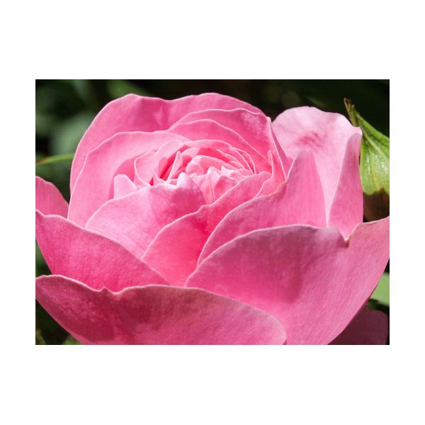 Gemälde 400x300 mm „Rose“