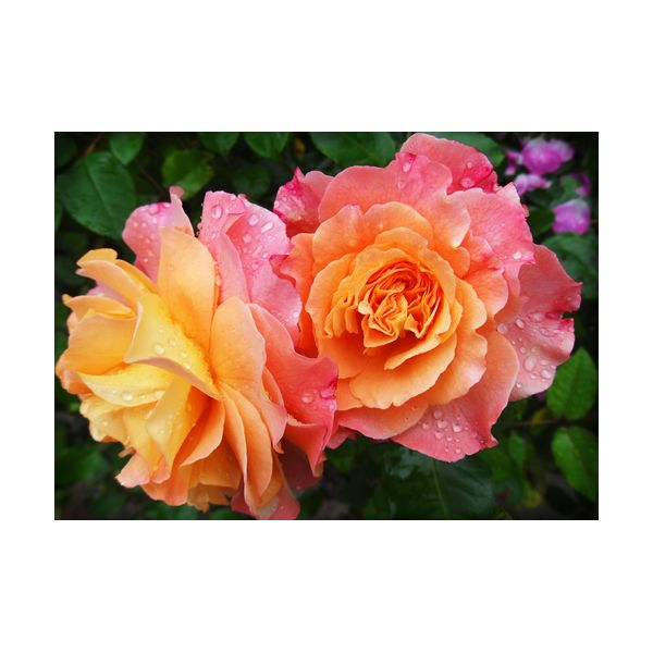 Quadro 700x500 mm "Rose"
