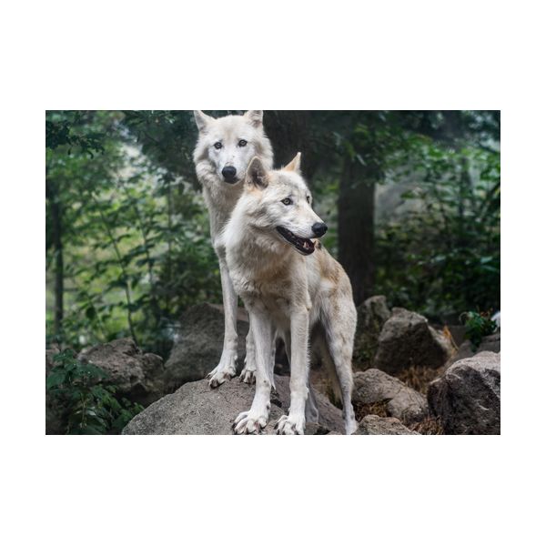Gemälde 700x500 mm „Wölfe“