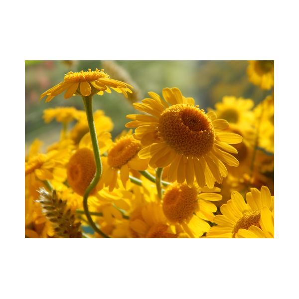 Gemälde 700x500 mm „Gelbe Gänseblümchen“