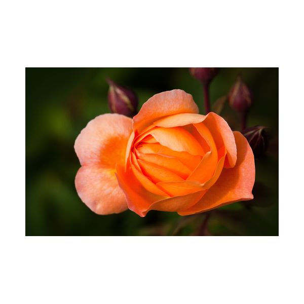 Obraz 900x600 mm "Róża"