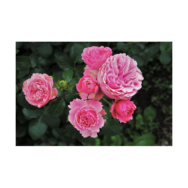Dipinto 900x600 mm "Rose rosa"