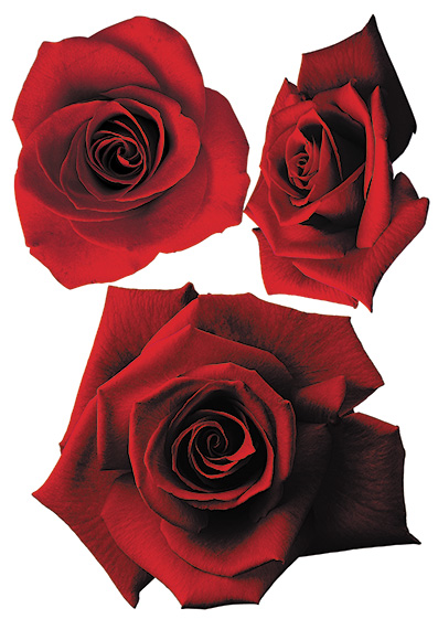 Wall stickers. Roses velvet (TP120)