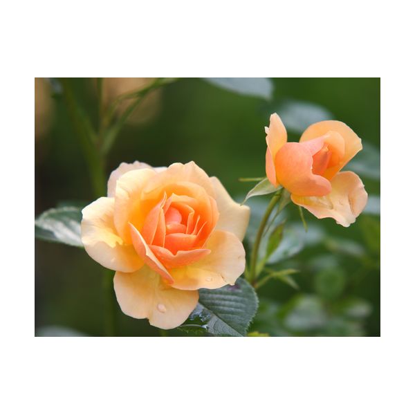 Obraz 400x300 mm "Róże"