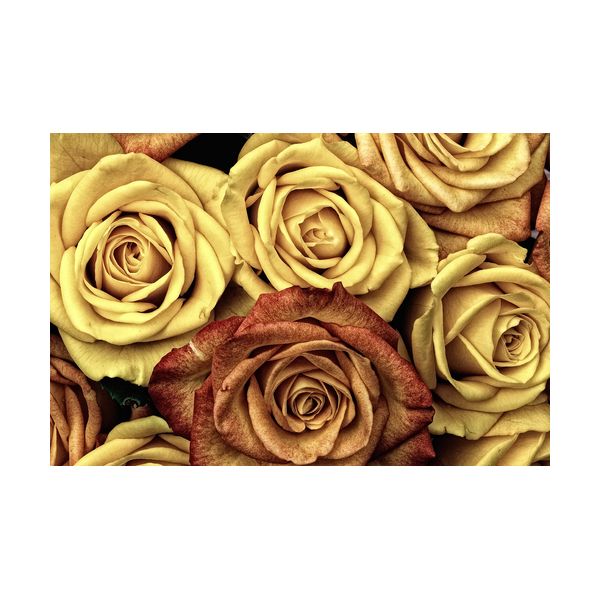 Obraz 900x600 mm "Róże"