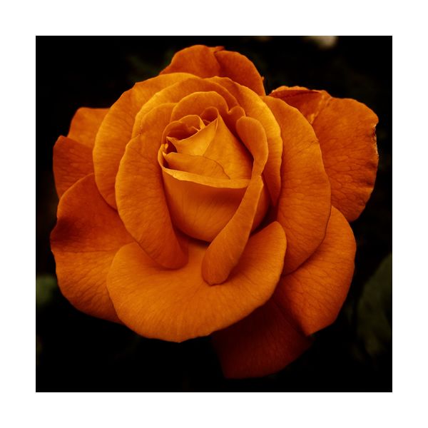 Gemälde 300x300 mm „Rose“