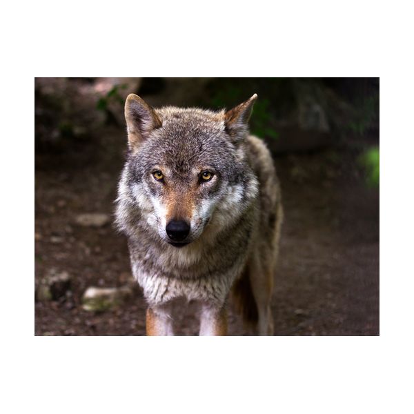 Gemälde 400x300 mm „Wolf“