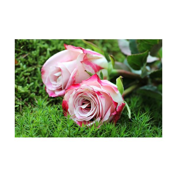 Obraz 300x200 mm "Róże"