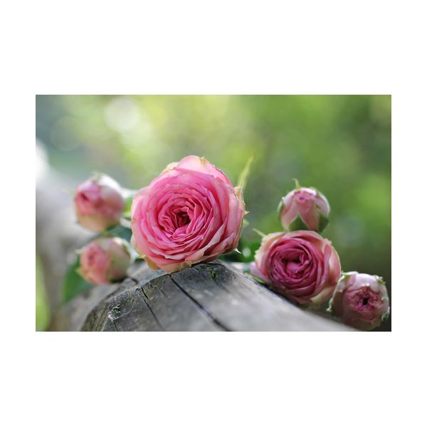 Cuadro 900x600 mm "Rosas rosadas"