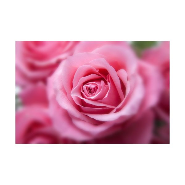 Dipinto 900x600 mm "Rose rosa"