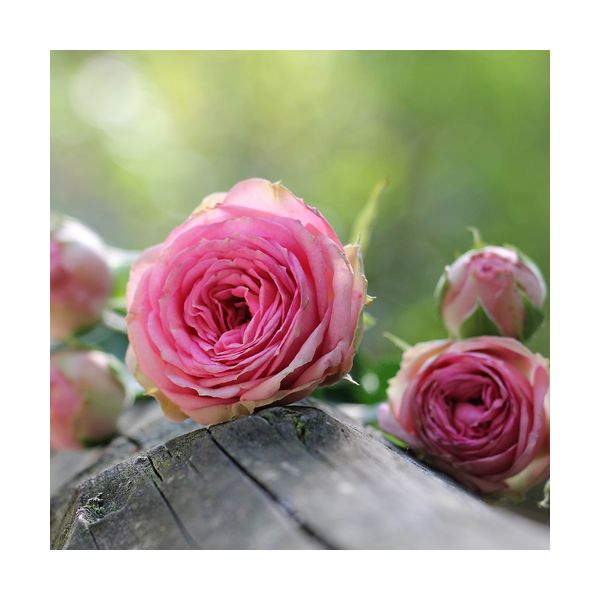 Cuadro 300x300 mm "Rosas rosadas"