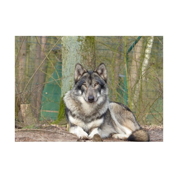 Gemälde 700x500 mm „Wolf“