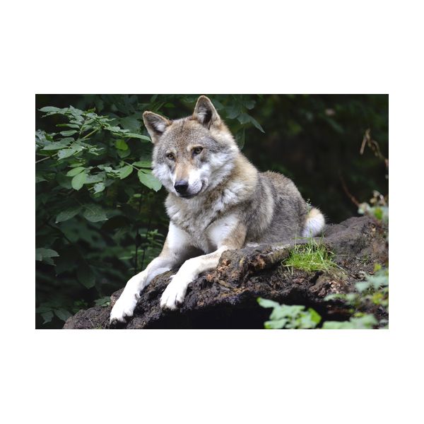 Gemälde 900x600 mm „Wolf“