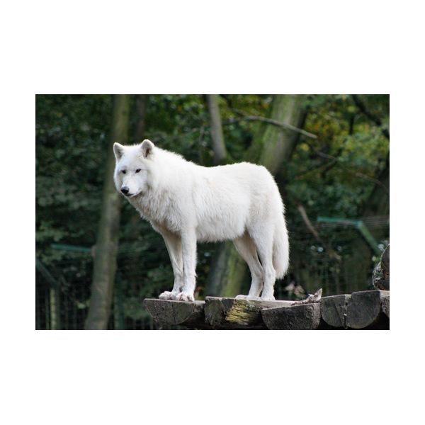 Gemälde 900x600 mm „Weißer Wolf“